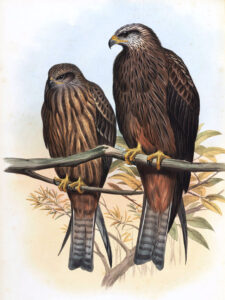 Fotodrobės spausdinimas