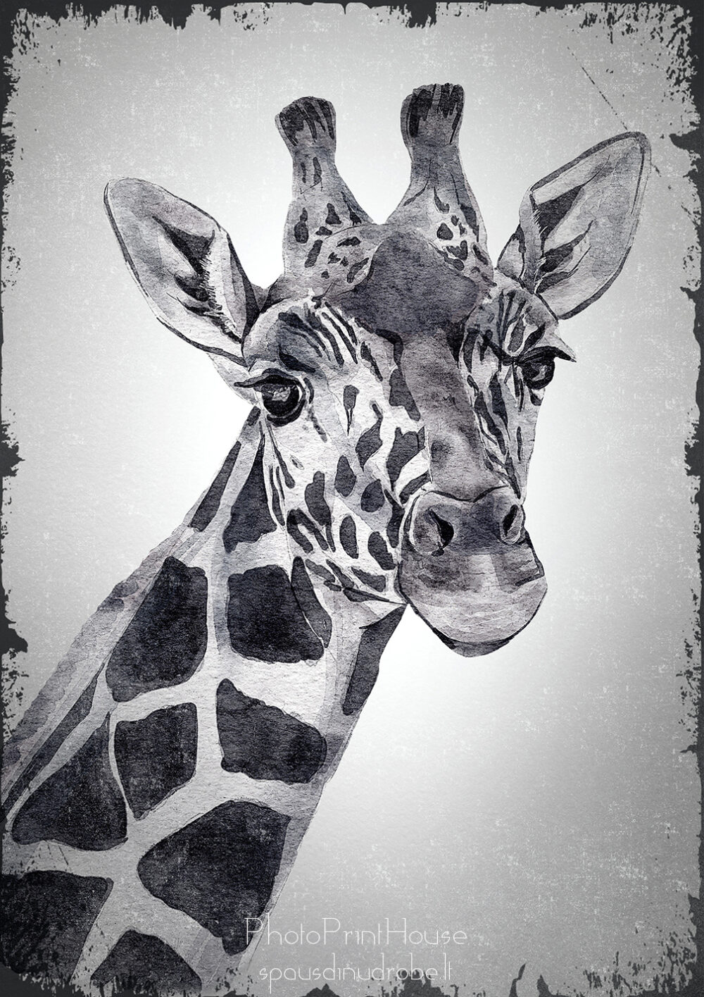 Žirafa iliustracija