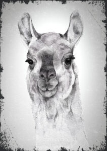 Lama