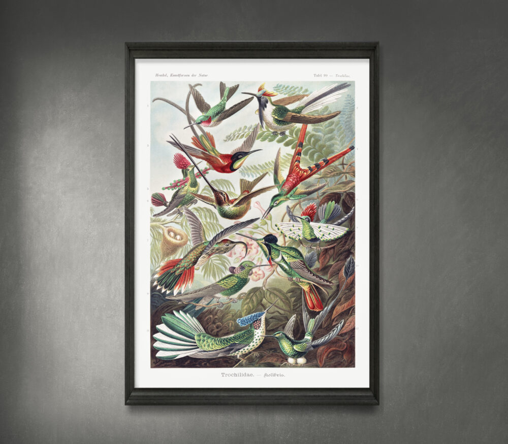 „Trochilida Hummingbirds“ iš Kunstformen der Natur (1904), autorius Ernst Haeckel.